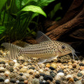 Aspidoras spilotus C125 — Catfish cory pleco for sale UK — AI natural aquarium view