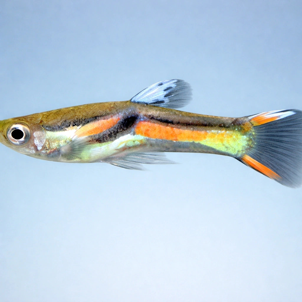 Endlers Guppy — tropical fish for sale UK — AI side clean view