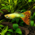 Male Guppy — tropical fish for sale UK — AI natural aquarium view