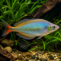 X Rainbowfish — Rainbowfish for sale UK — AI natural aquarium view