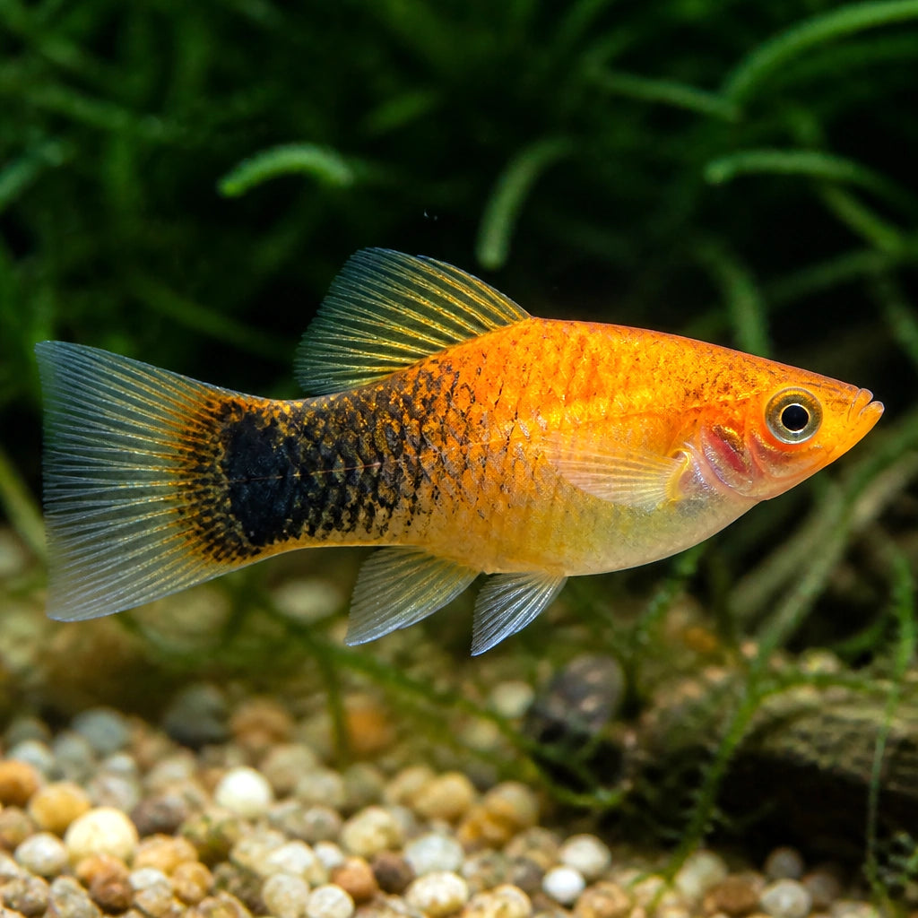 X Sunset Variegated Platies - Xiphophorus Variatus - Livebearer, Vibrant Freshwater Fish that Thrive in Community Settings, Easy Care for Beginners and Enthusiasts Alike, Perfect Companions for Peaceful Tanks — for sale UK — AI natural aquarium view