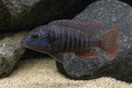 Hap Nubilus (Astatotilapia nubila) juvenile cichlid in a rocky freshwater aquarium - AI-generated reference image
