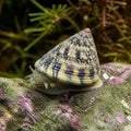 Astrea — tropical fish for sale UK — AI natural aquarium view