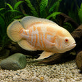 Astronotus Ocellatus - - Oscar - South American Cichlid, Thriving Cichlids That Foster Harmony in Your Aquarium, Ideal Companions for Tank Lovers — for sale UK — AI natural aquarium view