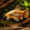 Atipa Hoplo Cat Bubblenes 6. — tropical fish for sale UK — AI hero driftwood view