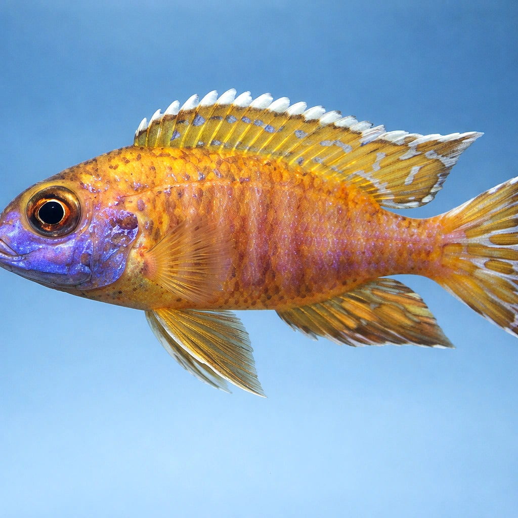  — tropical fish for sale UK — AI side clean view