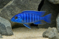 Blue Neon Peacock Cichlid (Aulonocara blue neon) - SKU 0045 owner-approved AI natural aquarium image