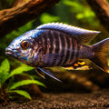  — tropical fish for sale UK — AI hero driftwood view