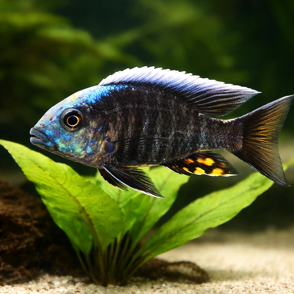  — tropical fish for sale UK — AI scale plant view