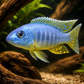  — tropical fish for sale UK — AI hero driftwood view