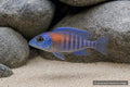 Aulonocara Red Flash peacock cichlid juvenile in a Lake Malawi aquarium - AI-generated reference image