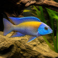 Aulonocara sp. — Lake Malawi Cichlids for sale UK — AI natural aquarium view