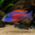Maulana Bicolor Peacock Cichlid - Aulonocara Stuartgranti «Maulana» - Malawi, Beautiful Aquarium Fish, Easy Care for Beginners, Enhancing Your Tank's Visual Appeal and Harmony — for sale UK — AI natural aquarium view