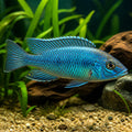 Aulonocara Turkis — tropical fish for sale UK — AI natural aquarium view