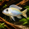 Aulonocranus dewindti S — tropical fish for sale UK — AI hero driftwood view