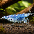 Aura Blue — Shrimp for sale UK — AI hero driftwood view
