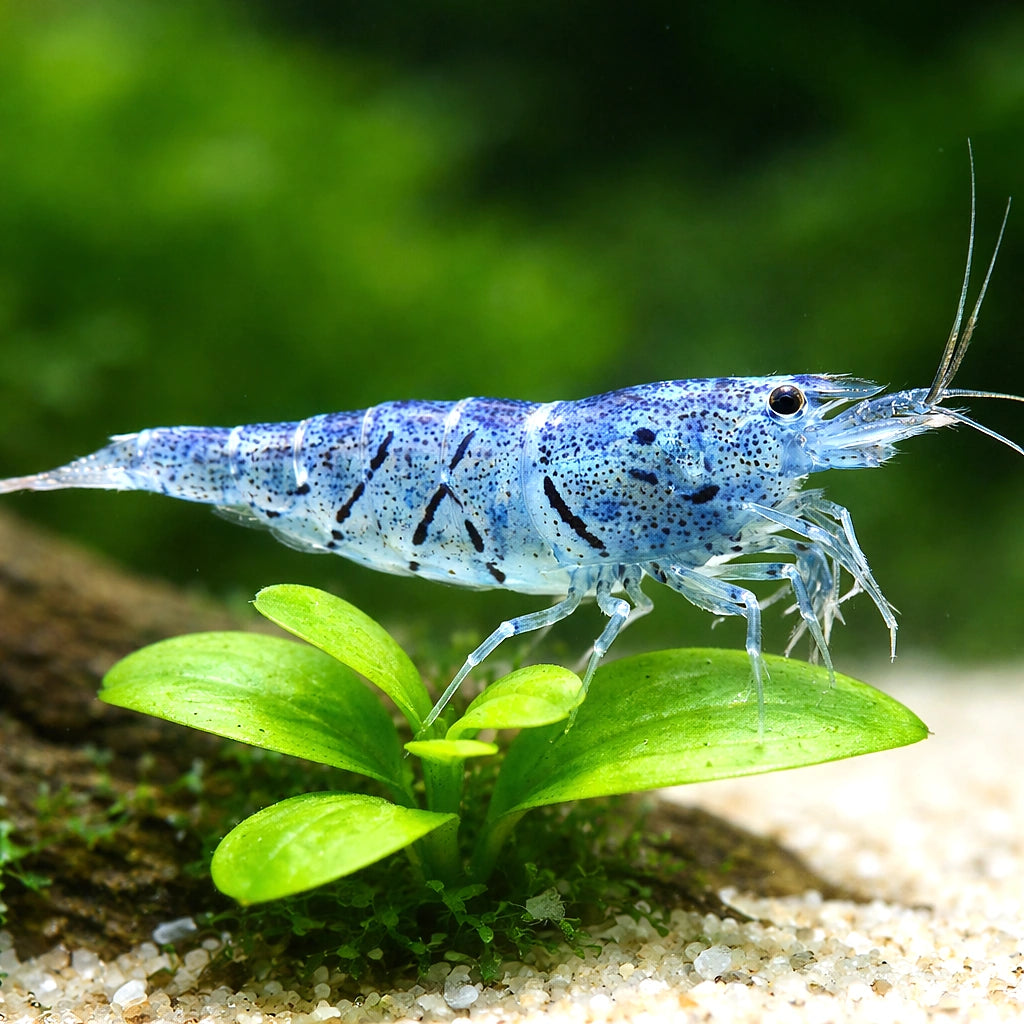 Aura Blue — Shrimp for sale UK — AI scale plant view