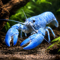 Australia bleu pearl lobster — tropical fish for sale UK — AI hero driftwood view