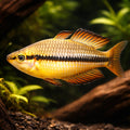 Australian Rainbow — tropical fish for sale UK — AI hero driftwood view