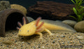 Gold Axolotl Ambystoma mexicanum juvenile with external gills in freshwater aquarium - AI-generated reference image