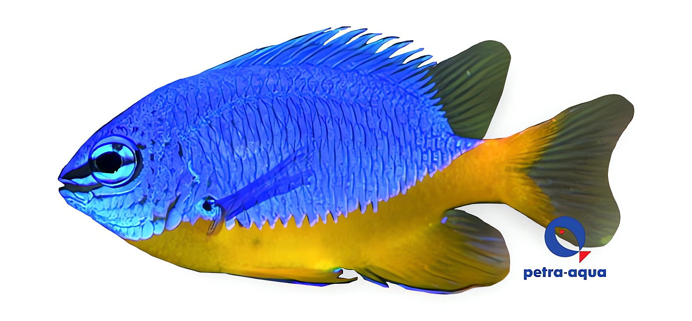 Azure Demoiselle M — tropical fish for sale UK