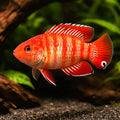 Badis badis dwarf 1 - — tropical fish for sale UK — AI hero driftwood view