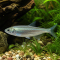 Bait fish - Coldwater Fish for Sale UK — tropical fish for sale UK — AI natural aquarium view