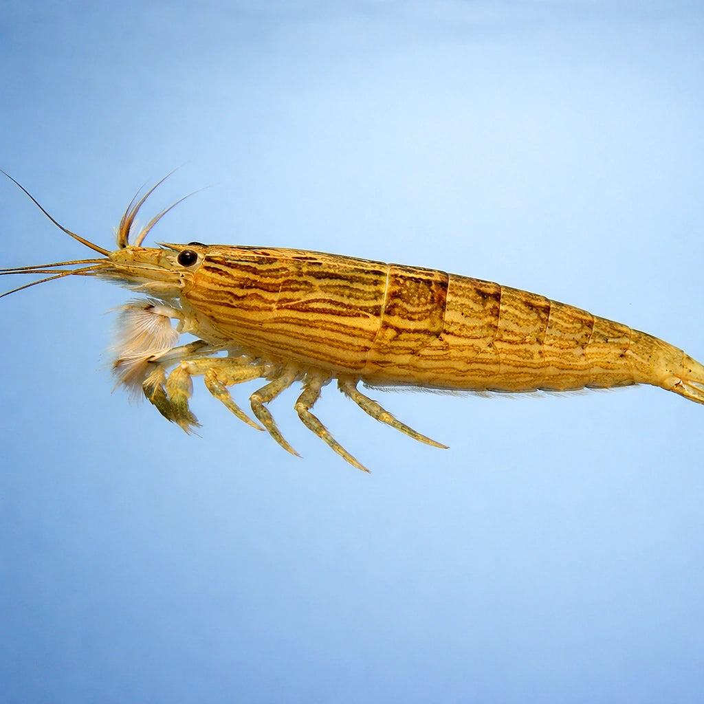 Bamboo Shrimp — Shrimp for sale UK — AI side clean view