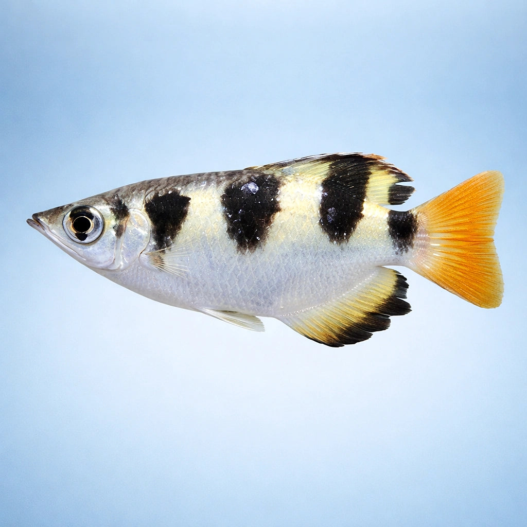  — tropical fish for sale UK — AI side clean view