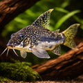 Banded Corydoras — tropical fish for sale UK — AI hero driftwood view