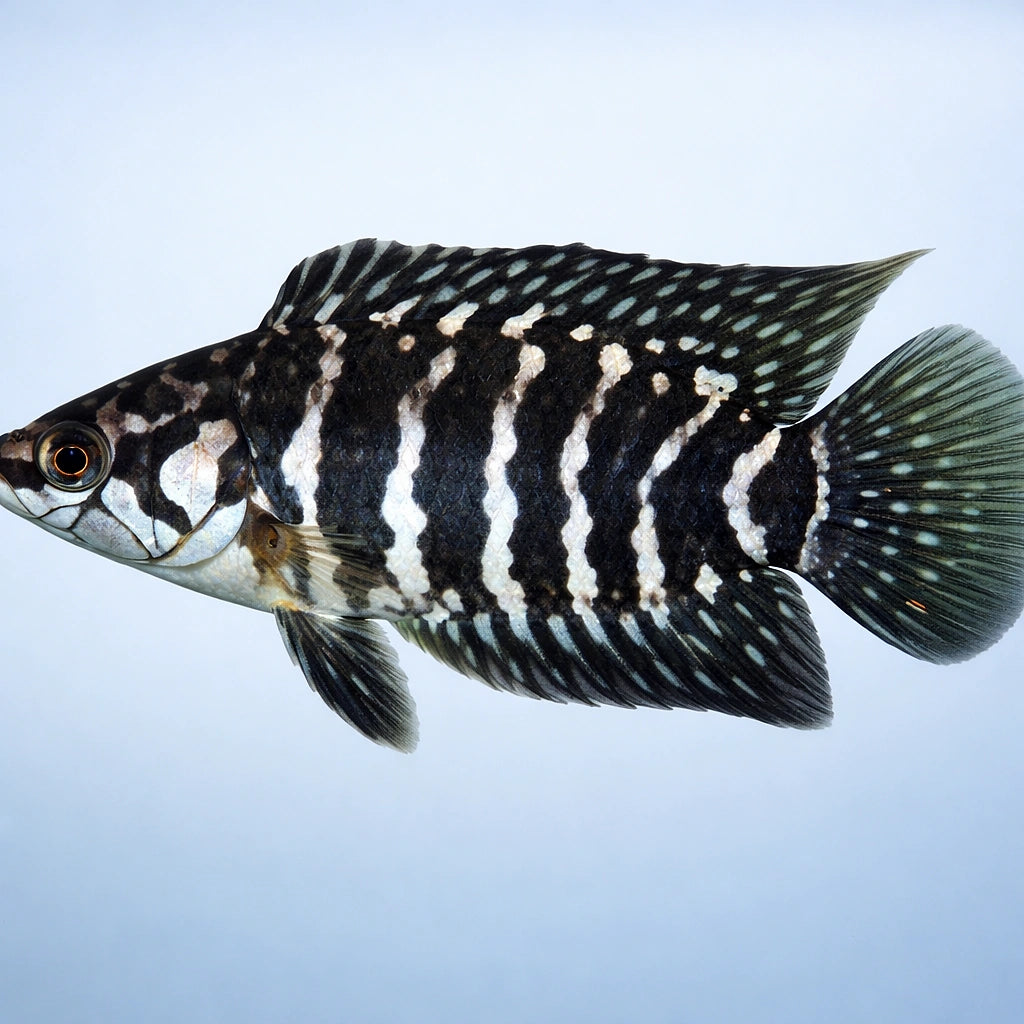 Banded Ctenopoma — tropical fish for sale UK — AI side clean view