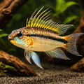 Banded Dwarf Cichlid orange — tropical fish for sale UK — AI hero driftwood view