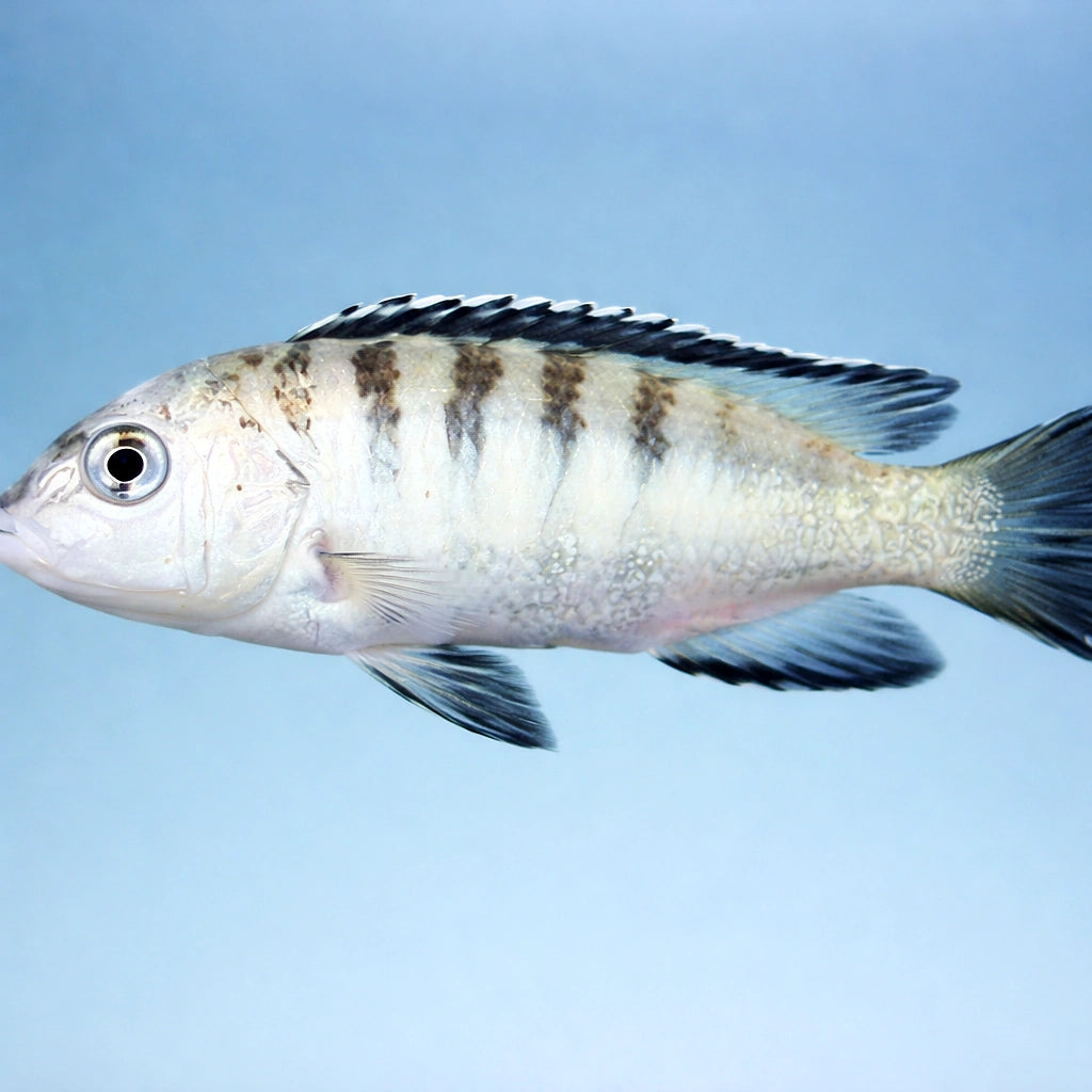 Banded Labido — tropical fish for sale UK — AI side clean view