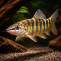 Banded Loach — tropical fish for sale UK — AI hero driftwood view