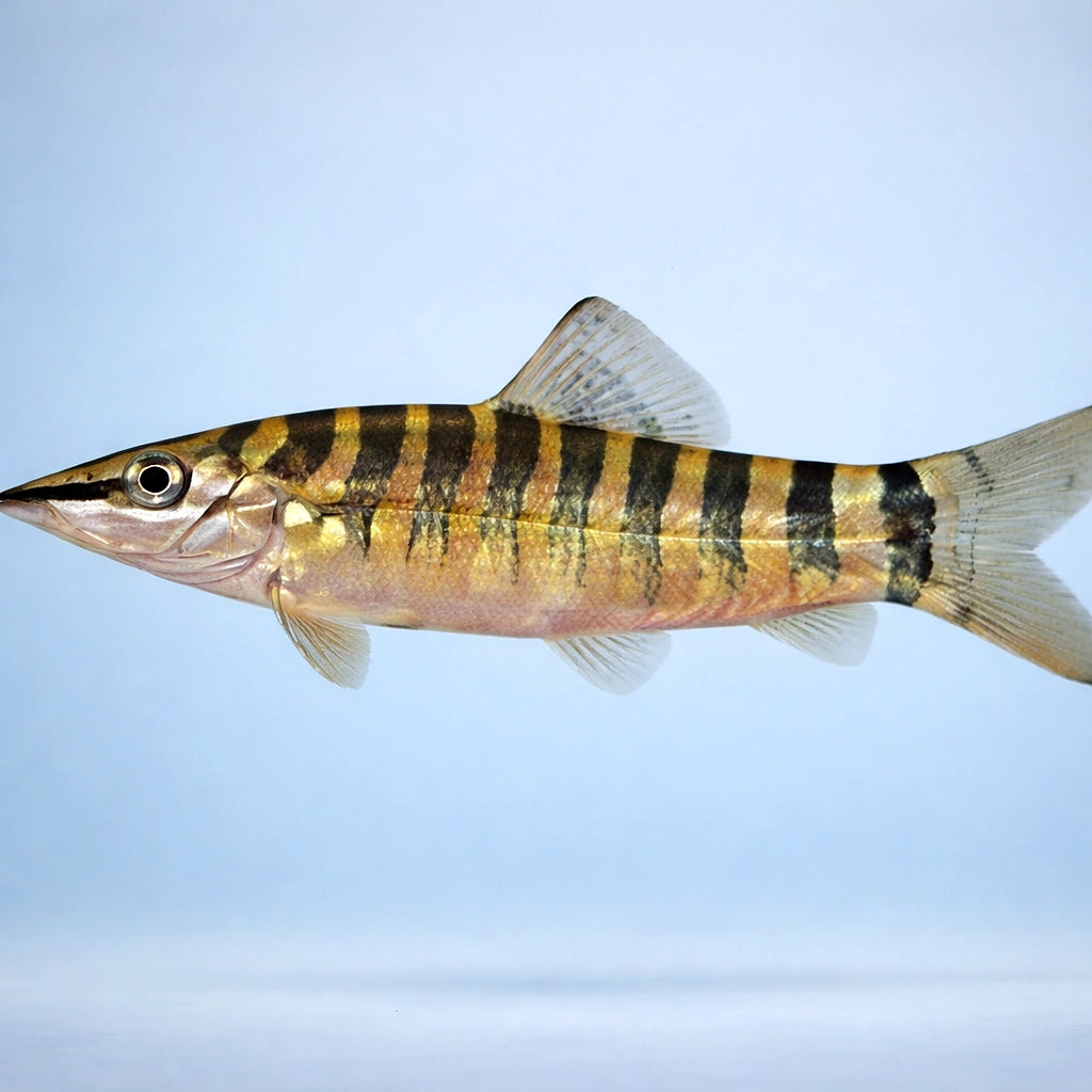 Banded Loach — tropical fish for sale UK — AI side clean view