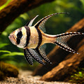  — tropical fish for sale UK — AI hero driftwood view