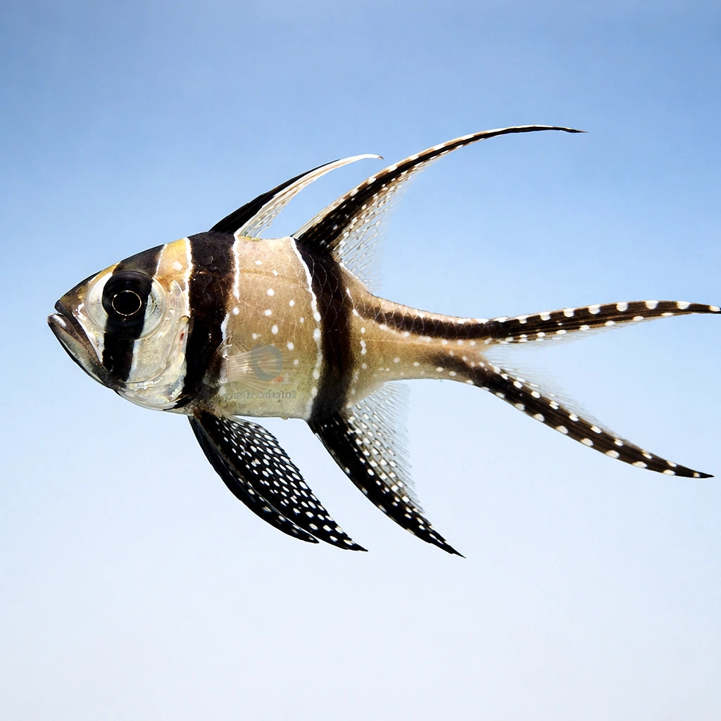  — tropical fish for sale UK — AI side clean view
