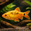 Barbus /Capoeta/ schuberti neon 3 - — tropical fish for sale UK — AI hero driftwood view