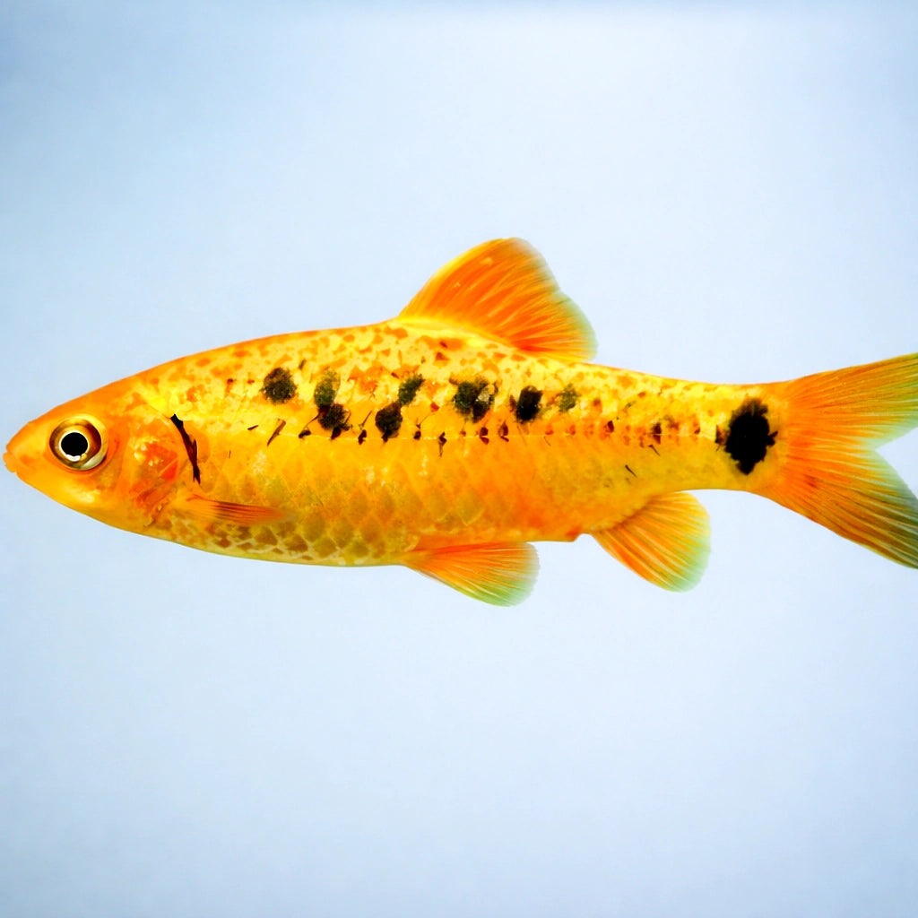 Barbus /Capoeta/ schuberti neon 3 - — tropical fish for sale UK — AI side clean view