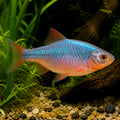 Barbus conchonius neon super color — tropical fish for sale UK — AI natural aquarium view