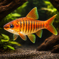 Barbus fasciolatus/ barilioides 3,5 - 4, — tropical fish for sale UK — AI hero driftwood view