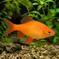 Barbus /Puntius/ conchonius orange — tropical fish for sale UK — AI natural aquarium view