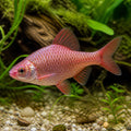 Barbus /Puntius/ conchonius rosy — tropical fish for sale UK — AI natural aquarium view