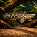  — tropical fish for sale UK — AI hero driftwood view