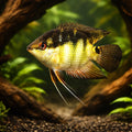 Barred Cichlid — tropical fish for sale UK — AI hero driftwood view