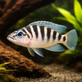 Barred Lamprologus — tropical fish for sale UK — AI hero driftwood view