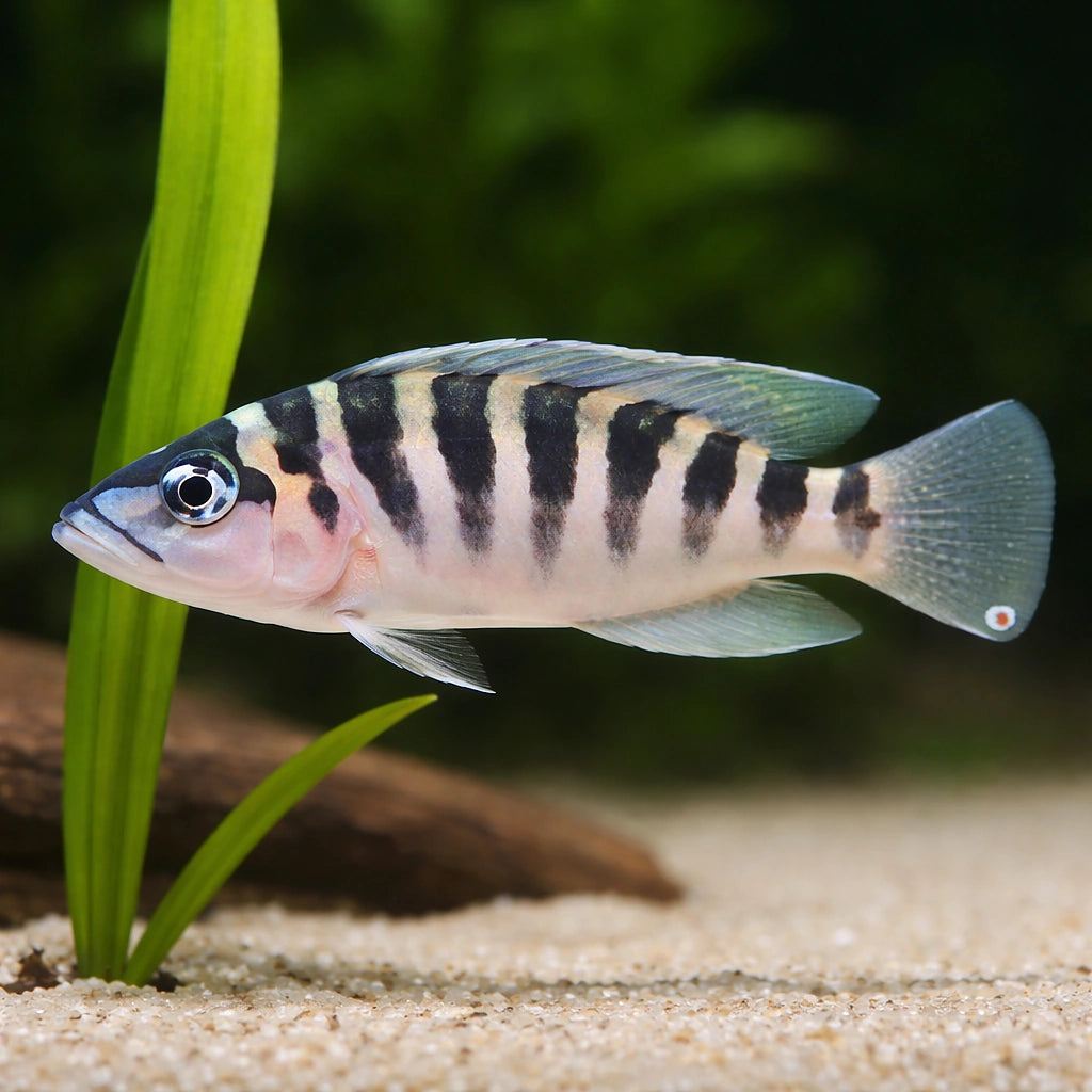 Barred Lamprologus — tropical fish for sale UK — AI scale plant view