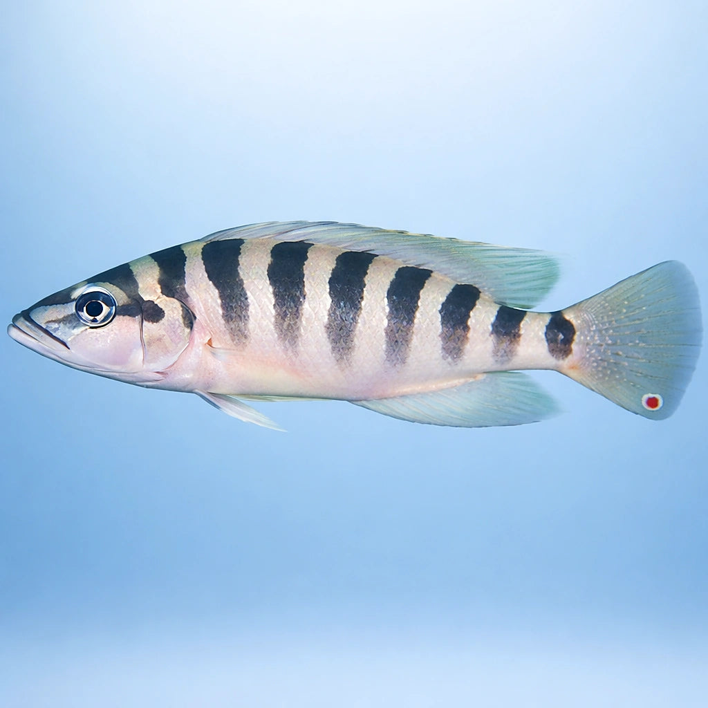Barred Lamprologus — tropical fish for sale UK — AI side clean view