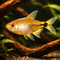 Beacon Fish — tropical fish for sale UK — AI hero driftwood view