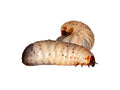 beetle larvae UK — Vivarium Animal Food for sale UK